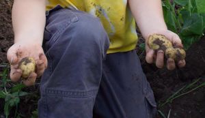 Grow Potatoes in Pots: A Step-by-Step Guide to a Bountiful Harvest