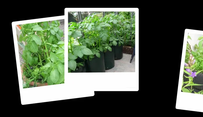 Choose a sunny location with easy access for watering.