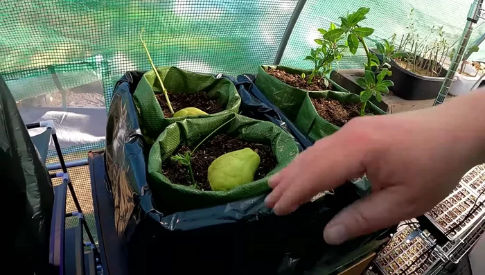 For a self-wicking system, place sandbags filled with soil inside the container.