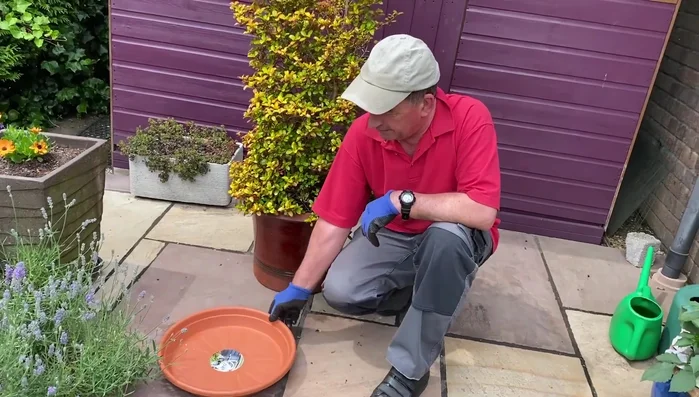 Place the plant pot on the saucer.