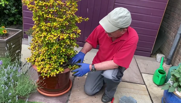 If using slow-release fertilizer, water from above to distribute nutrients.