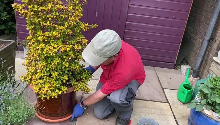 If using slow-release fertilizer, water from above to distribute nutrients.