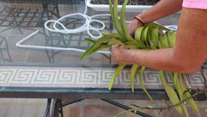 DIY Orchid Vanda Hangers: The Deluxe, Rust-Proof Method