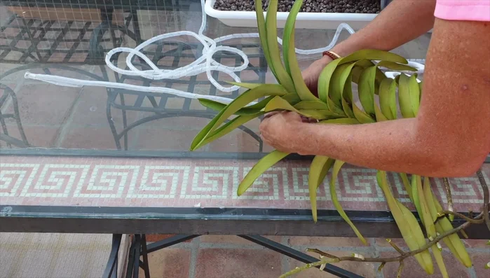 Add additional support loops/ties to further secure the orchid and prevent slippage.