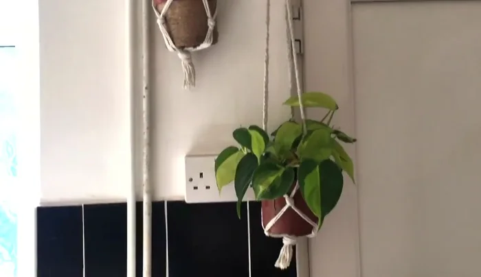 Hang plants from the hook.