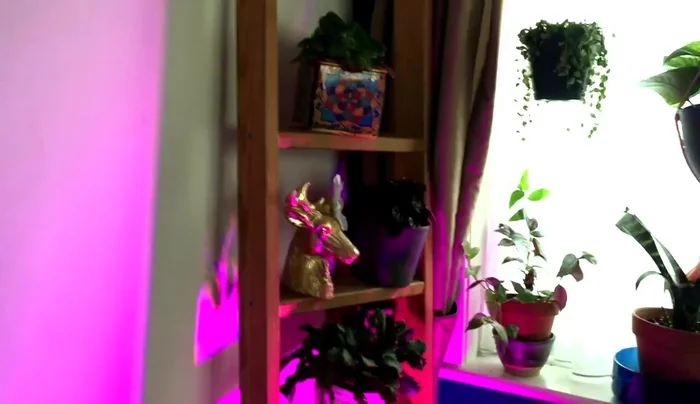 Place plants on the ladder's steps.