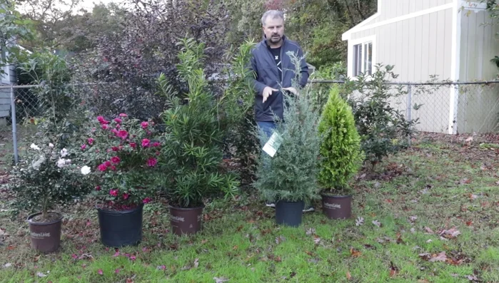 Plants only hardy to your zone require more significant protection, such as a cold frame or unheated greenhouse structure made of white plastic.