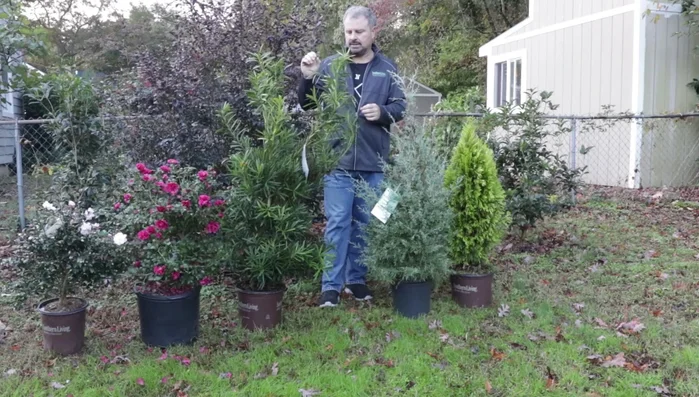 Plants only hardy to your zone require more significant protection, such as a cold frame or unheated greenhouse structure made of white plastic.