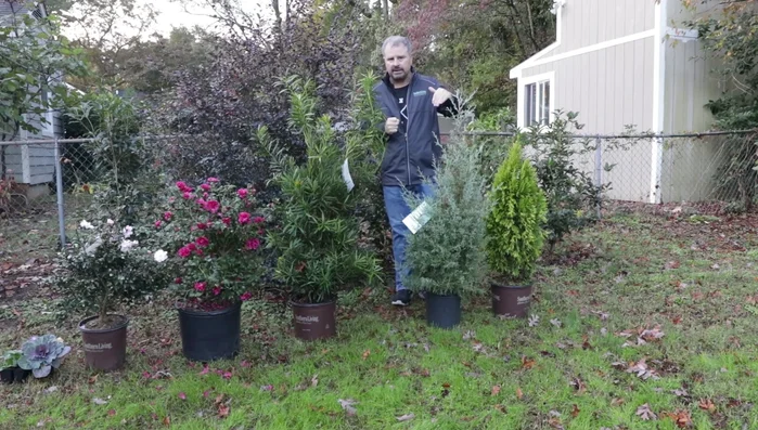 Remove dead foliage from herbaceous perennials to prevent rot.