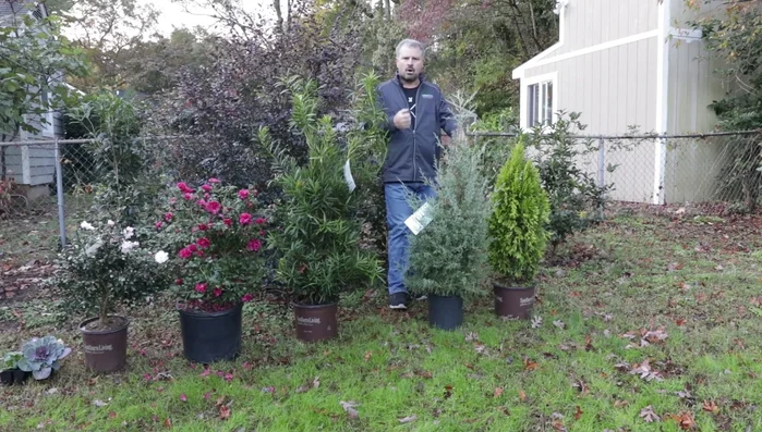 Remove dead foliage from herbaceous perennials to prevent rot.