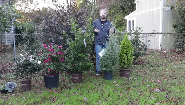 Remove dead foliage from herbaceous perennials to prevent rot.