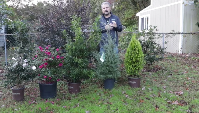 Plants only hardy to your zone require more significant protection, such as a cold frame or unheated greenhouse structure made of white plastic.