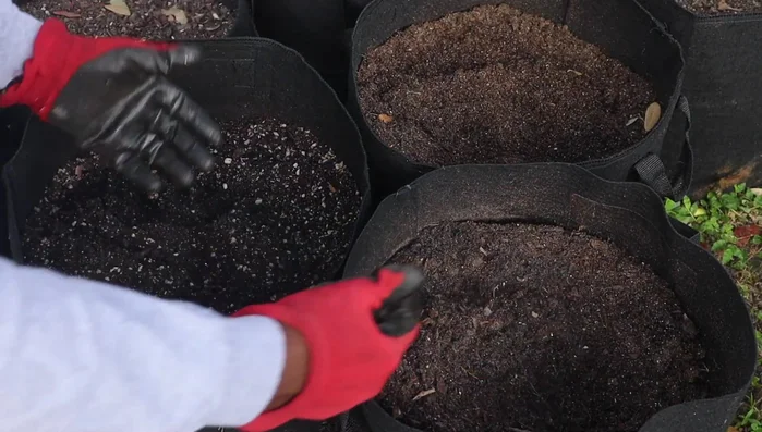 Incorporate fertilizer (bone meal, blood meal, worm castings, fish fertilizer, etc.). Adjust the type and amount based on the specific plants being grown. 