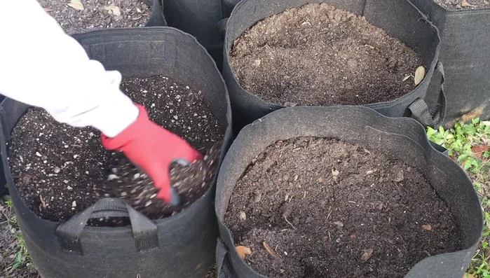 Plant your seedlings.