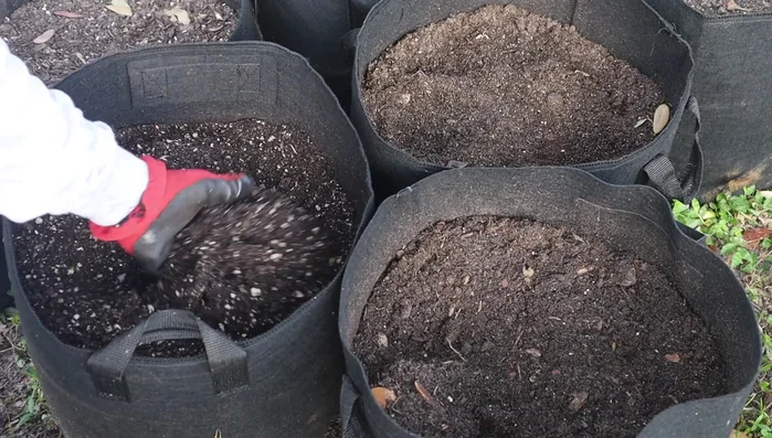 Avoid moving established plants in grow bags, as the roots grow through the bag and into the surrounding area. Moving them can damage the roots and harm the plant.