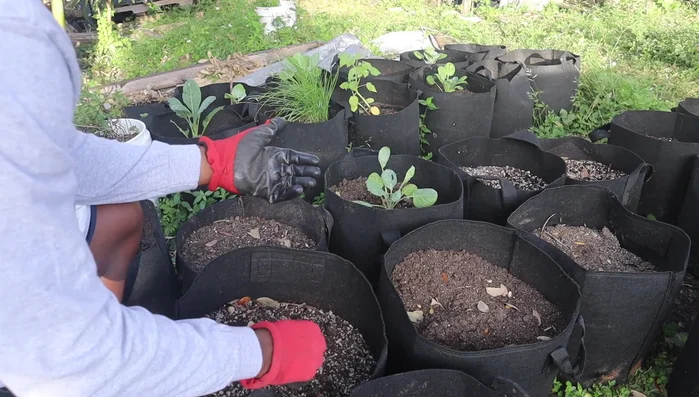 Incorporate fertilizer (bone meal, blood meal, worm castings, fish fertilizer, etc.). Adjust the type and amount based on the specific plants being grown. 