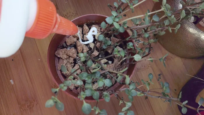 Use wine corks, eggshells, or other organic materials to further seal the soil and prevent movement.