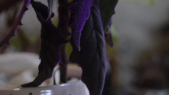 For plants in fixed locations, use strong double-sided VHB tape.