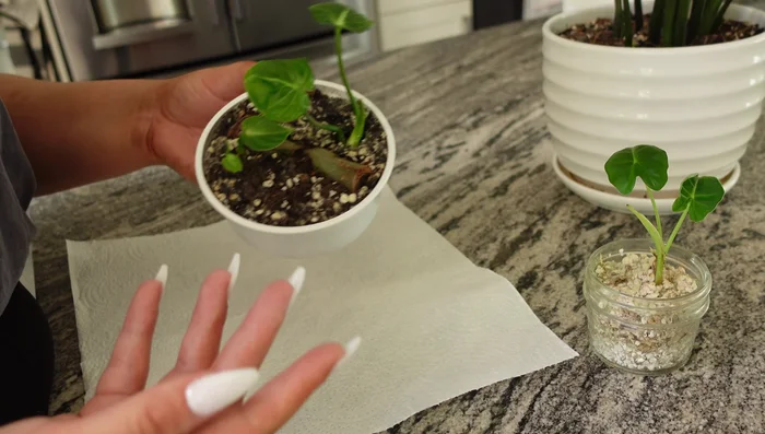 Discard the removed moldy soil.