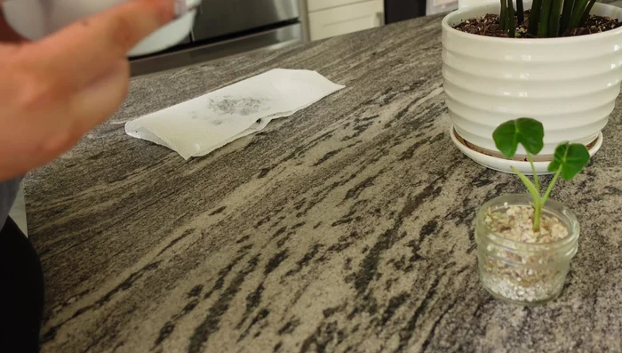 Discard the removed moldy soil.