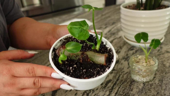 Allow the remaining soil to dry out completely (2-3 days).