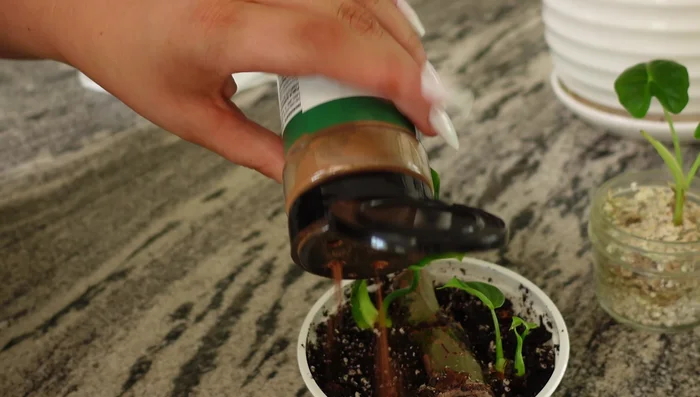 Generously sprinkle ground cinnamon over the exposed soil, ensuring complete coverage. Cinnamon acts as a natural antifungal.