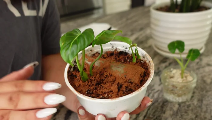 Add a fresh one-inch layer of soil on top of the cinnamon.