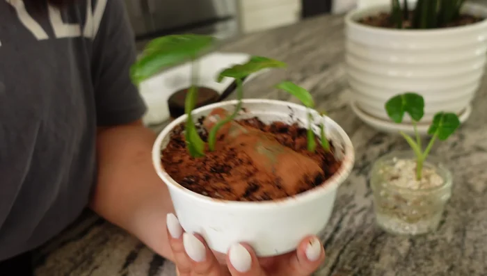 Wait a week or two before watering again.