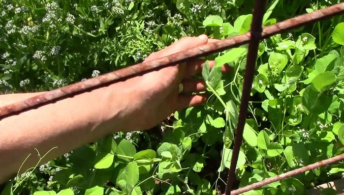 Gently guide the plants towards the trellis if they are already clinging to other plants.