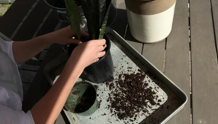 Place the snake plant into the new pot, ensuring the stem meets the soil about an inch below the top of the pot.