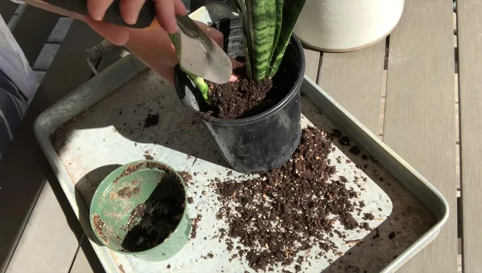 Optional: Prop up the nursery pot inside the decorative planter using a small piece of wood. This improves drainage and prevents the plant from sitting in excess water.