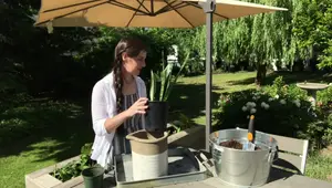 Repotting Snake Plants: The Easy Guide for Indoor Gardeners