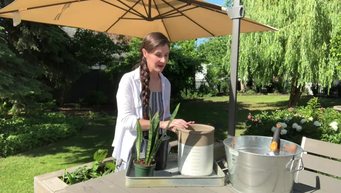 Prepare the new pot. Place the inner nursery pot (with drainage holes) inside the decorative planter.
