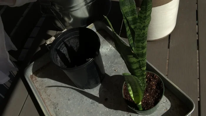 Place the snake plant into the new pot, ensuring the stem meets the soil about an inch below the top of the pot.