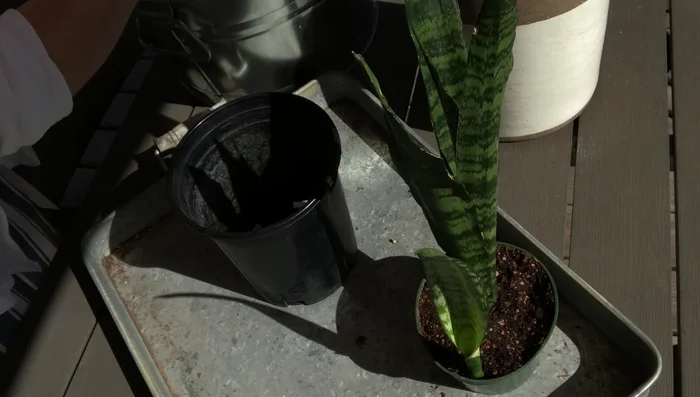 Gently remove the snake plant from its original pot. Be careful not to damage the roots. If the plant is stuck, use a trowel to carefully loosen it.